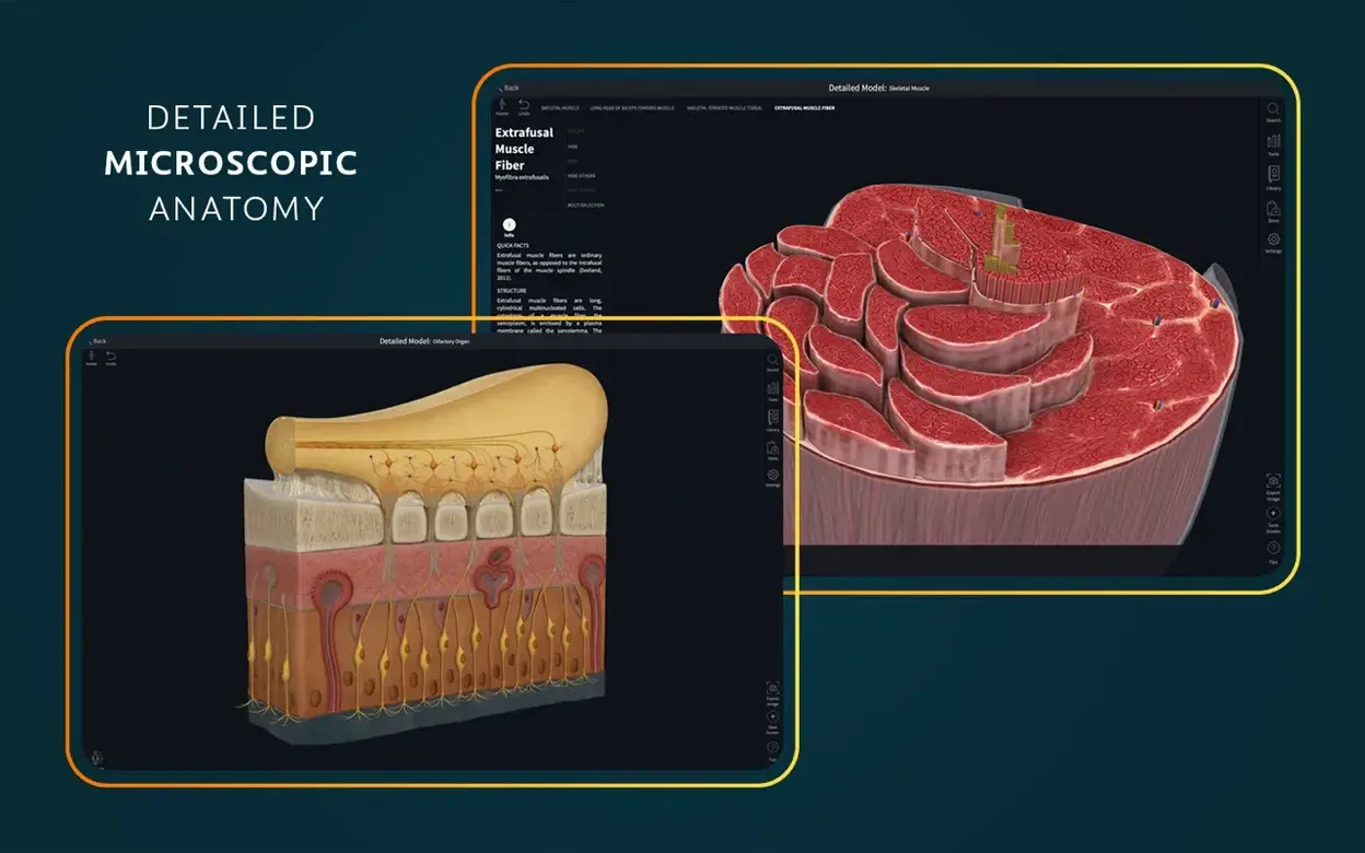 Screen 6 from Complete Anatomy Complete Anatomy window 6